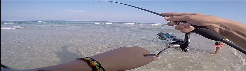 Spin Kamış Çeşitleri