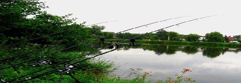 Sazan Kamış Çeşitleri